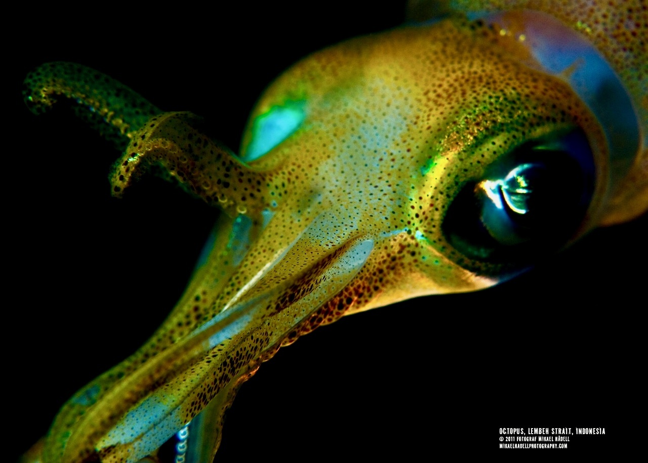 © 2026 all rights reserved   farelmedia.com / fotograf Mikael Hådell