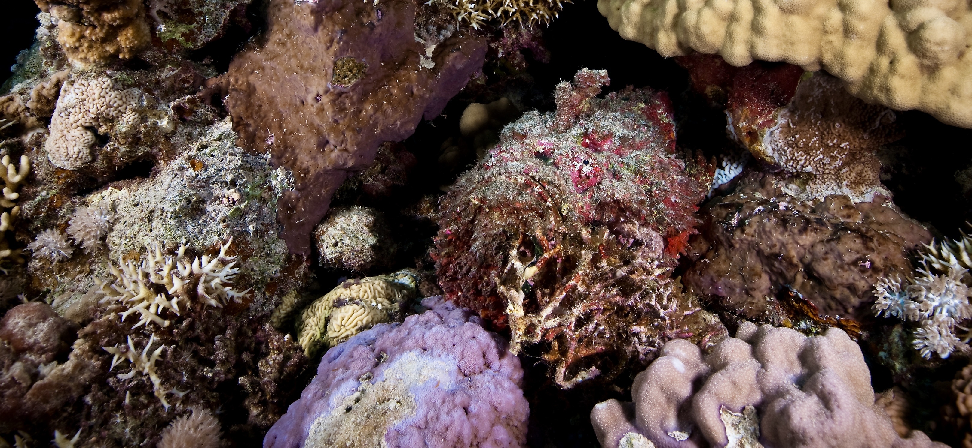 Stonefish @ Papua New Guinea
