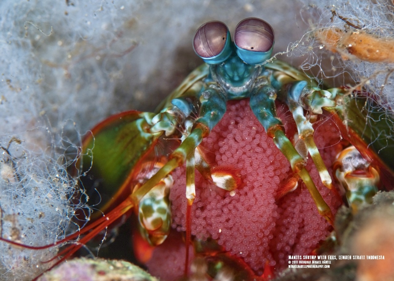 © 2026 all rights reserved   farelmedia.com / fotograf Mikael Hådell